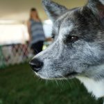 Senka waiting her turn at the Nosework tent