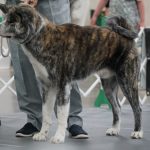 Ghidora showing in the ring. The judges loved him