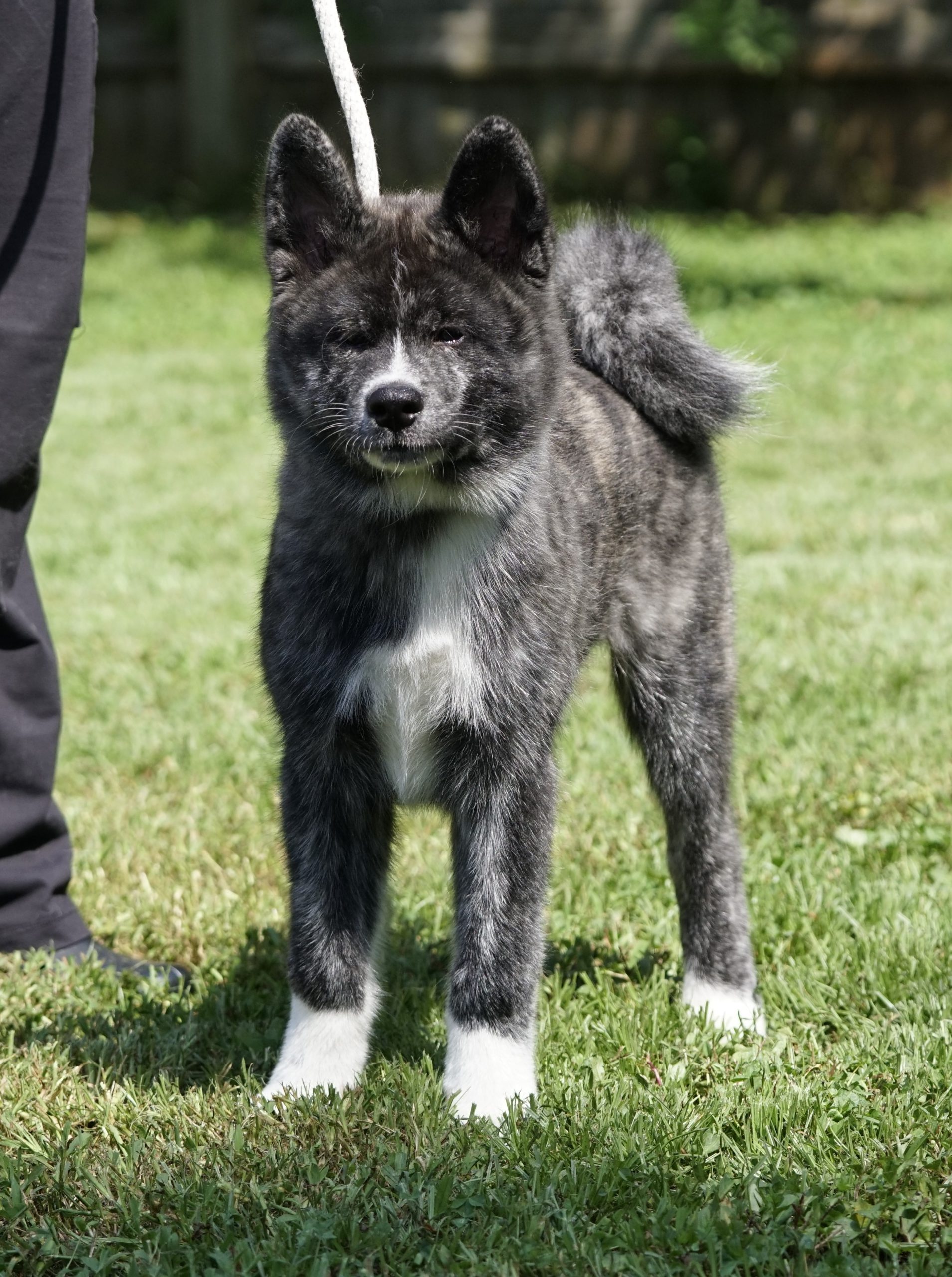 myoukai.dog 51gQHfD3dJL_600x600_crop_cente