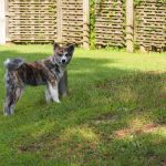 Exploring the yard