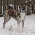 Senka's first snow