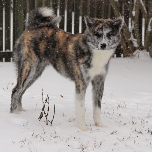 Senka in the snow